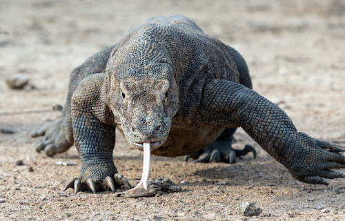 Komodo Dragon